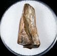 Partially Rooted Ceratopsid Tooth - Montana #17644-1